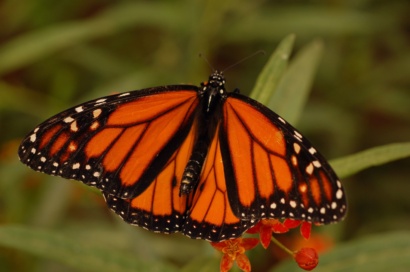 Monarch butterfly