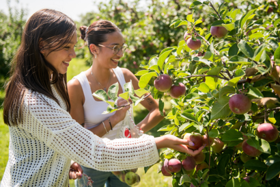 12 Apple Picking Waddell Apples Oct25 Thing